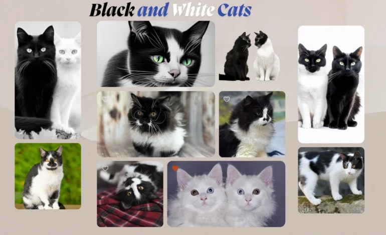 The Beauty of Black and White Cats