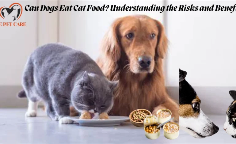 Can Dogs Eat Cat Food