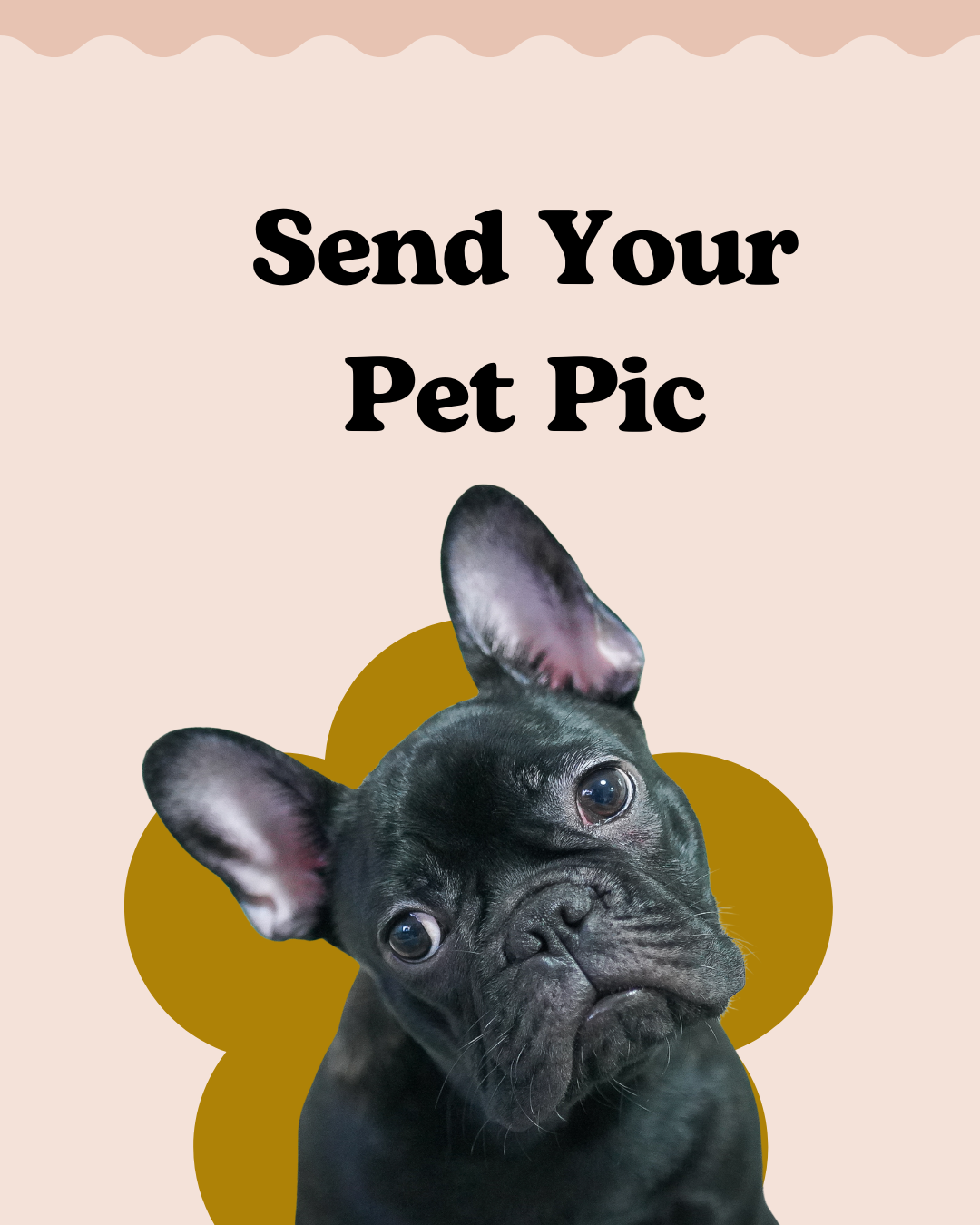 Send you pet care
